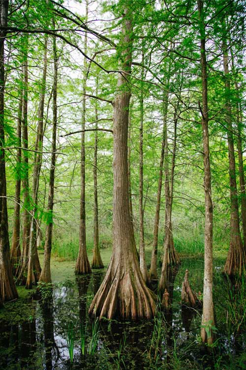 Large tall trees in wetlands, Horizon Environmental Services Wetlands Services