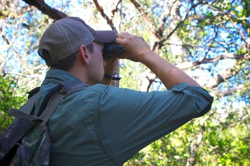 Person using binoculars in woods, Horizon Environmental Services Protected Species Services