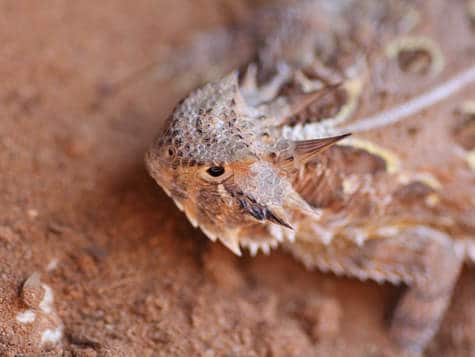 Horny Toad on rock, Horizon Environmental Services Protected Species Services