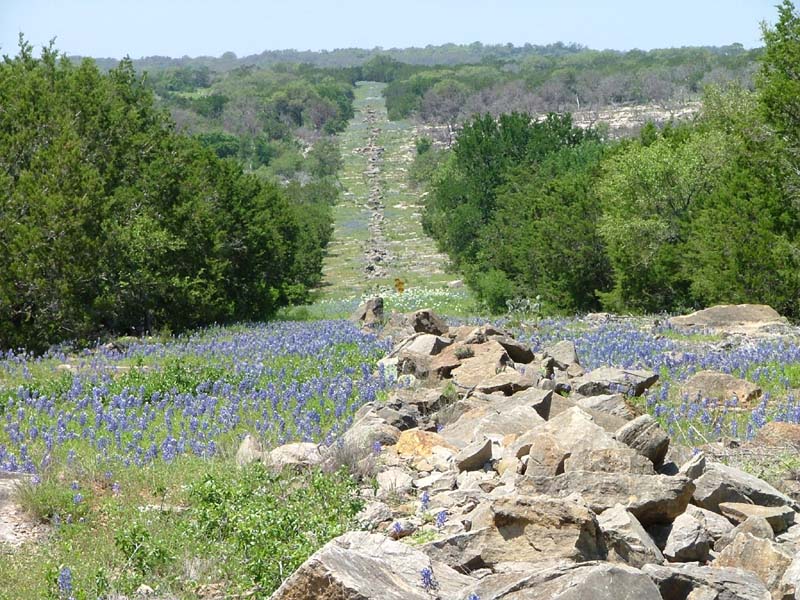 Environmental Path of flowers and rocks downhill between trees , Horizon NEPA Compliance Services