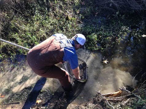 Worker using net in creek, Horizon Environmental Services Protected Species Services